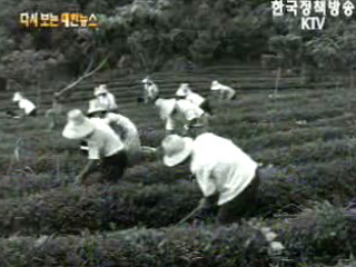 홍차 재배, 전남 보성(`68)