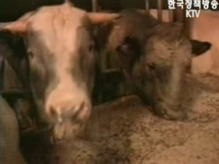 내일신문 쇠고기 수입 재개 보도 관련 농림부 입장