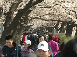 올해 개나리·진달래 이틀 빨리 핀다