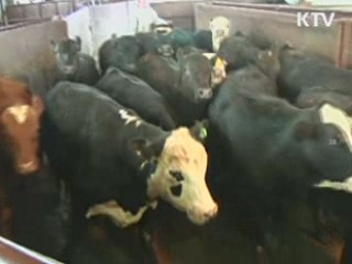 BSE 조사단 귀국…오늘 오후 결과 발표