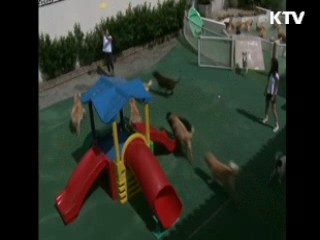 애견 실내 수영장·고양이 극장 등장