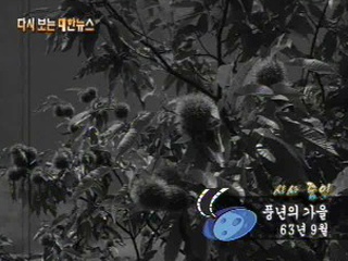 풍년의 가을('63)