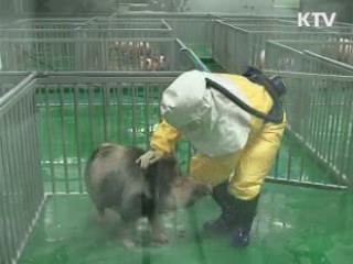 장기이식용 무균돼지 대량생산 '성큼'