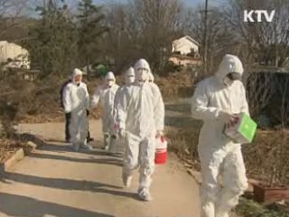 전국 한우 구제역 백신접종 오늘 완료