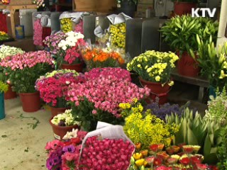 장미 수출 '일본 넘어 세계로' 다변화