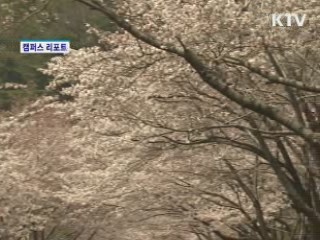 팔공산 벚꽃 만개