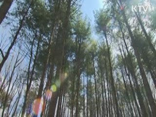 '내 나무 심기'···남산 67배 산림 조성