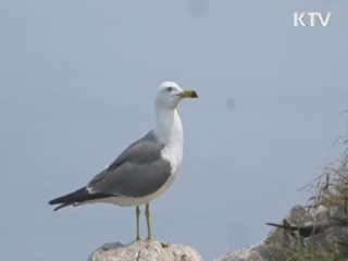 괭이갈매기 '겨울부터 번식 준비' 첫 확인