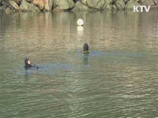 회복된 '바다숲'…대규모 해초 군락지 확인