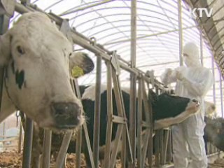 경기 여주·이천·양평도 '구제역 백신'