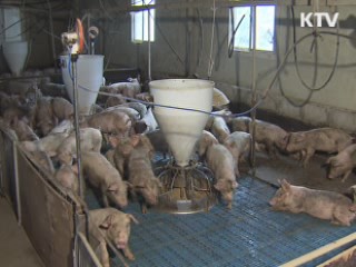 돼지지방 유전자, 사람비만 연관성 밝혀내