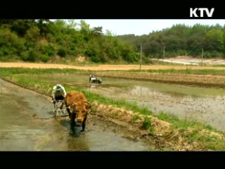 날아라 독립영화-‘워낭소리‘