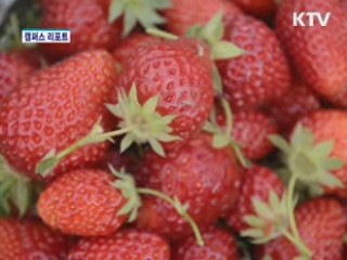 2012 대가야 체험축제 성황