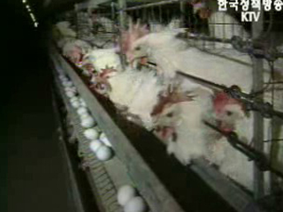 AI 추가신고 없어, 주말이 고비 될 듯