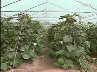 전국 기습한파…농작물 관리 주의