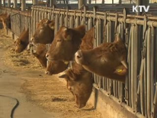 경북 안동·예천 구제역 의심 소 '음성'