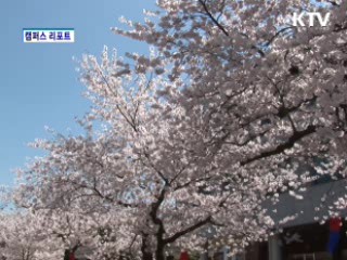지역민과 함께하는 목포대 벚꽃축제