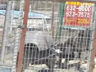 '맹견' 목줄·입마개 안하면 과태료 부과