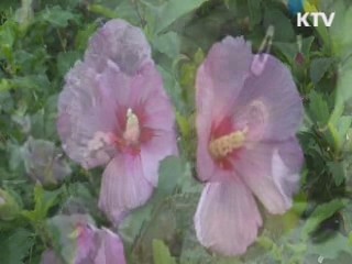 민족의 역사를 간직한 나라꽃 '무궁화'