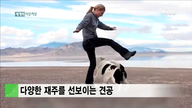 다양한 재주를 선보이는 견공 [세계 이모저모]