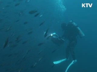 전국 연안 대규모 '바다숲' 조성