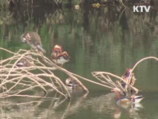 금강 살리기 사업 취소 소송도 기각