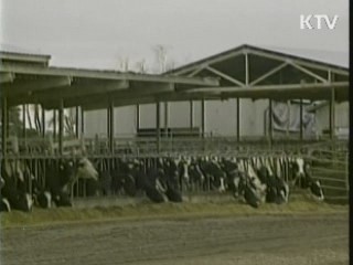 미국서 4번째 광우병 감염 소 확인