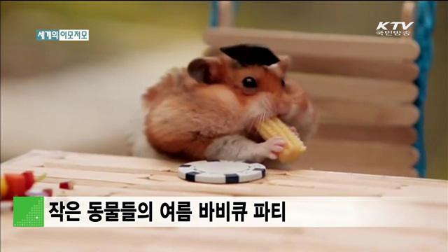 작은 동물들의 여름 바비큐 파티 [세계 이모저모]