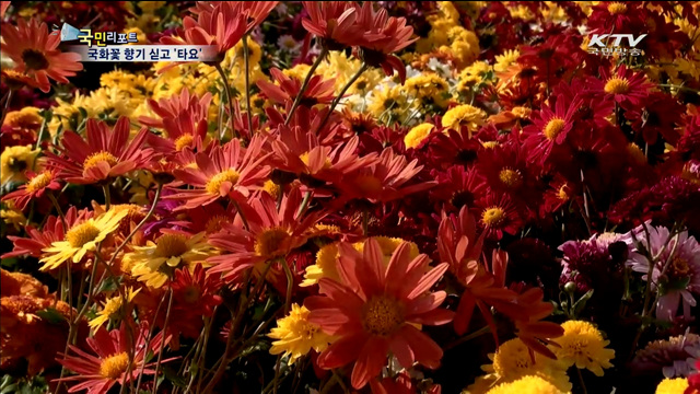 꼬마버스 타요 국화꽃 향기 싣고 씽씽~