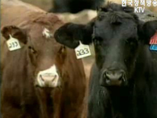 서울신문 호주산 소 수입금지 보도 관련 농림부 입장