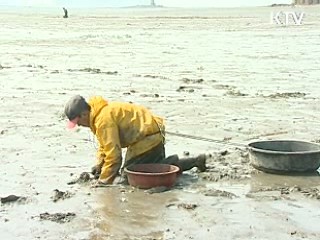 갯벌 수산물, 명품으로 거듭난다