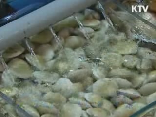 하절기, 비브리오 패혈증 감염 주의