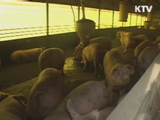 강원 평창·화천 구제역 추가 발생