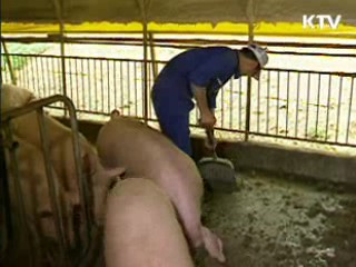 영천 돼지농가서 구제역 발생