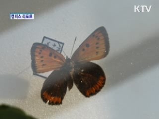 한반도의 희귀나비 보러 오세요