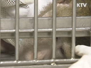돼지 장기 원숭이 이식 국내 첫 성공