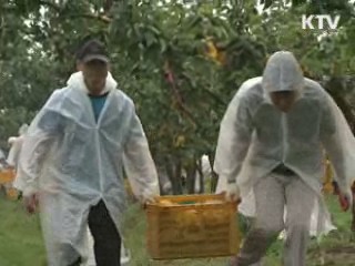 농작물 피해 1만7천ha…신속 보상 추진