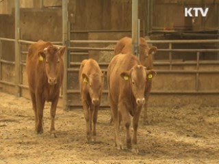 전국 축사 45% 무허가···적법화 지원 추진