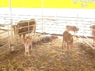 `고품종` 소,돼지 생산