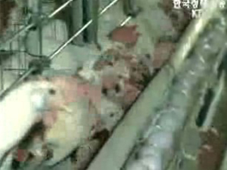 `평택 조류인플루엔자 감염 낮은 저병원성`