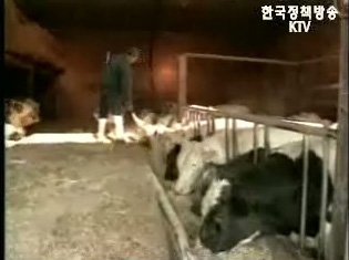 미국쇠고기 빠르면 6월부터 시판