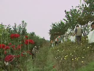 사회복지 자원봉사자 100만 명 돌파