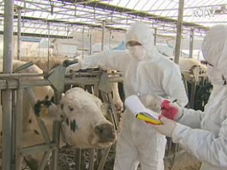 전국 한우 구제역 백신접종 오늘 완료