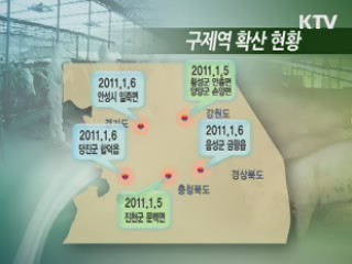 씨돼지·어미돼지 21만마리 백신 접종