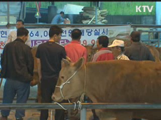 한우 암소 10만마리 감축, 소비 다각화