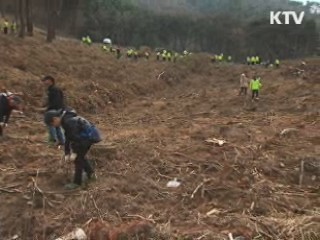 전국 곳곳 나무 심기···수종도 교체