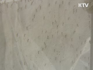 보건당국, 전국에 일본뇌염 경보 발령