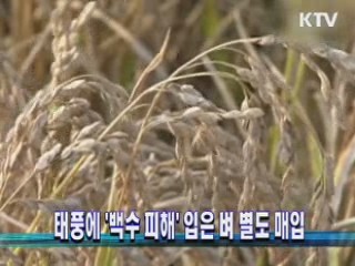 태풍에 '백수 피해' 입은 벼 별도 매입