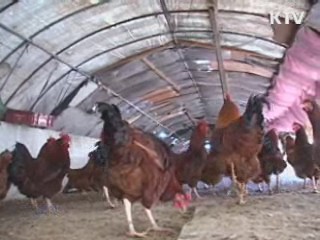 해남 야생 오리서 고병원성 AI 검출