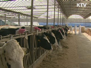 30만마리 백신접종…55만마리 살처분